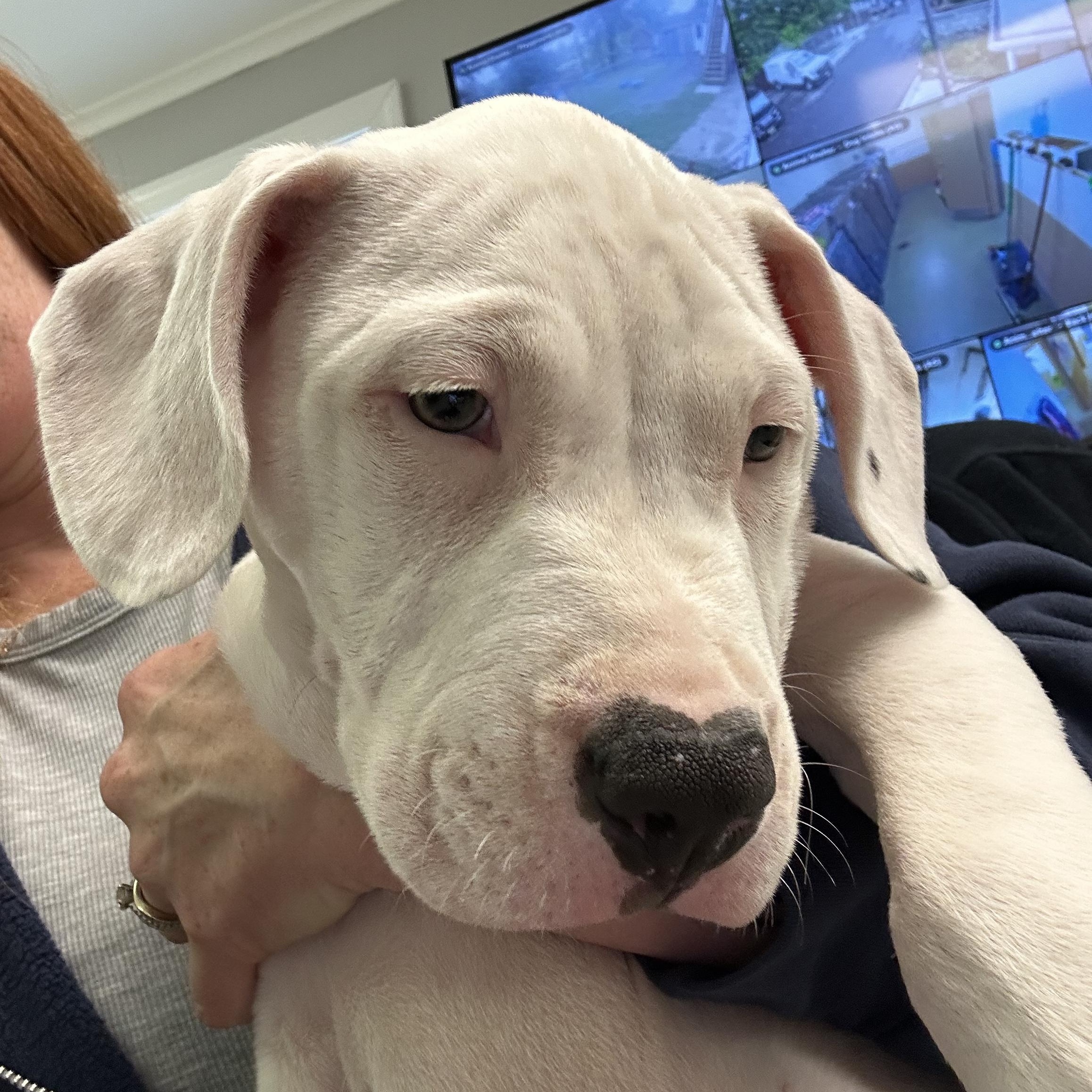 Enlarge Linus, a Adopted mixed breed in Bedminster, NJ image 4/6