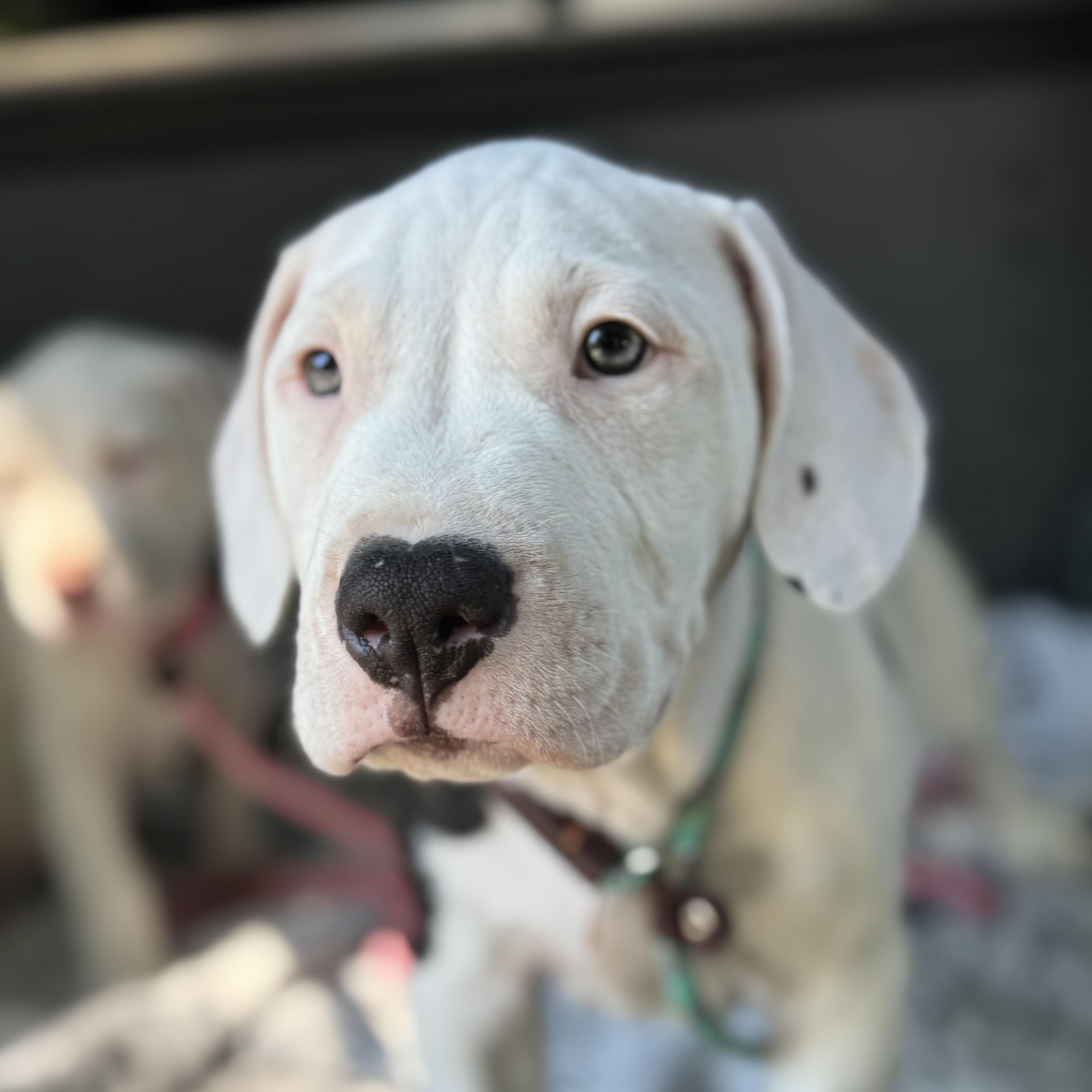 Enlarge Linus, a Adopted mixed breed in Bedminster, NJ image 1/6
