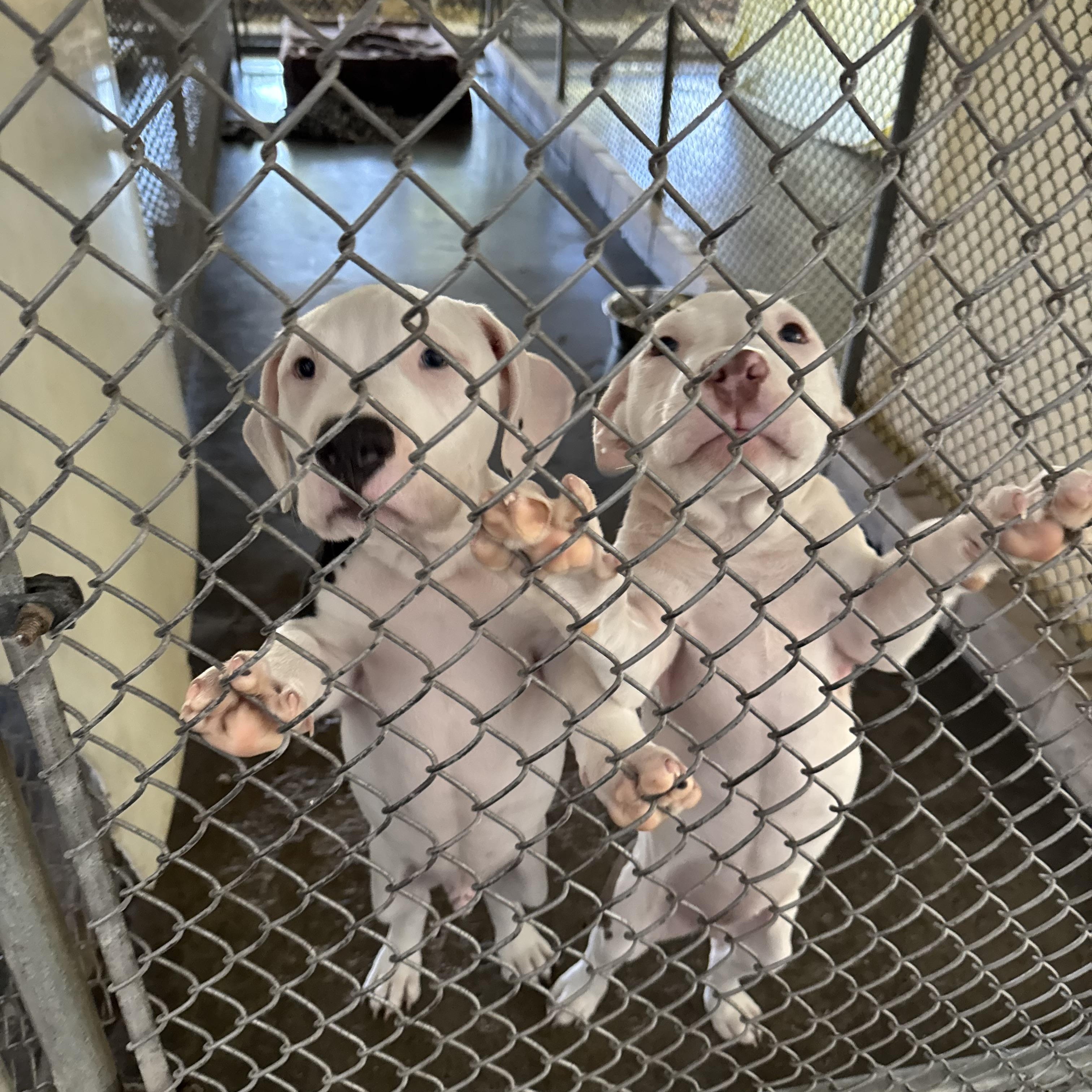 Enlarge Linus, a Adopted mixed breed in Bedminster, NJ image 5/6