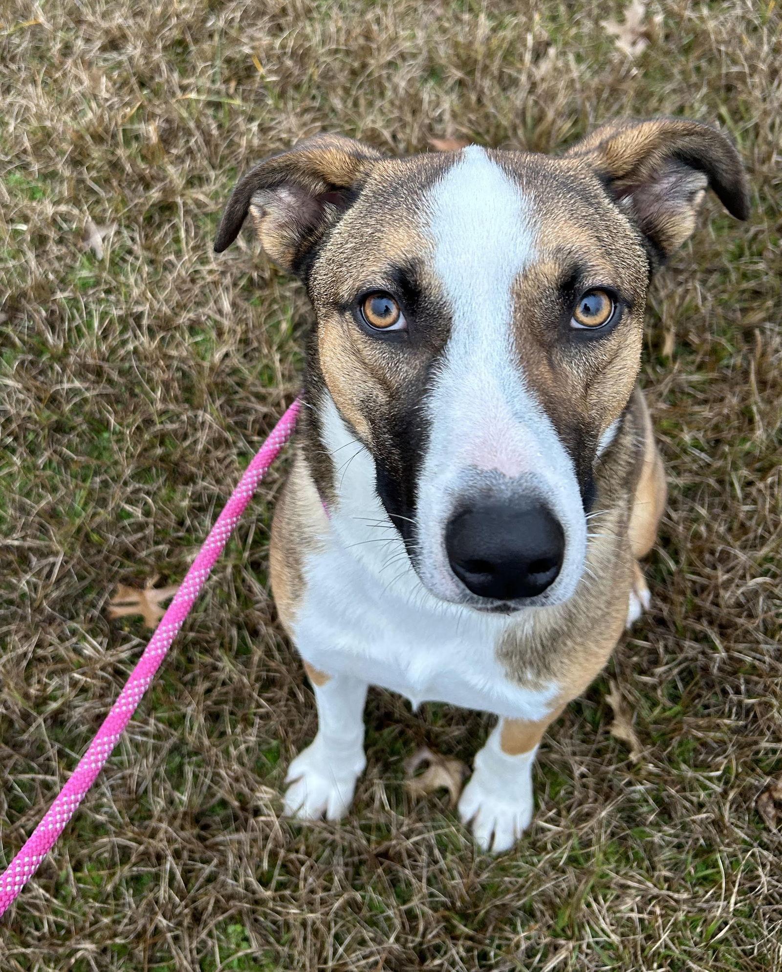 Enlarge Waylon, a Adoptable mixed breed in Monticello, MS image 1/3