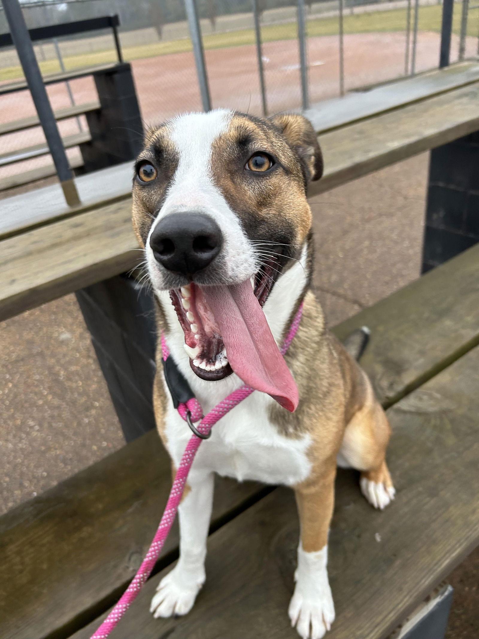Enlarge Waylon, a Adoptable mixed breed in Monticello, MS image 2/3