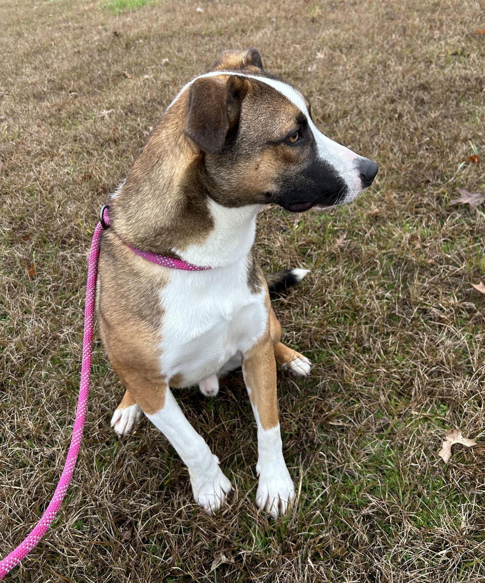 Enlarge Waylon, a Adoptable mixed breed in Monticello, MS image 3/3