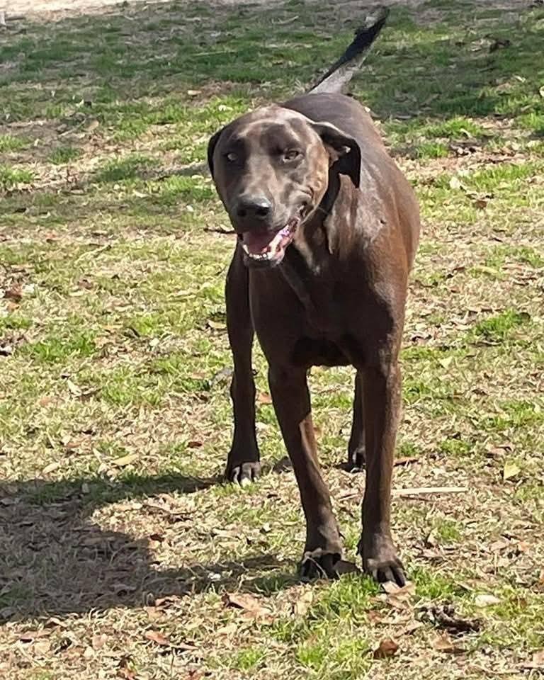 Nash, Adoptable, Adult Male Great Dane.