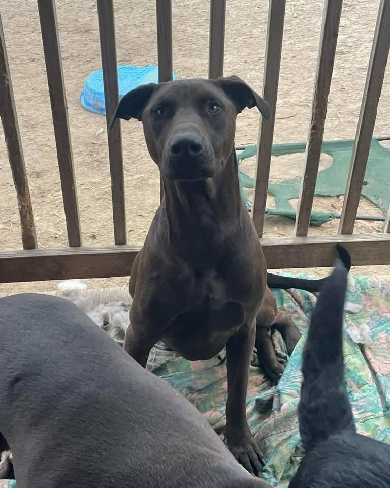 Enlarge Nash, a Adoptable mixed breed in Marianna, FL image 2/2