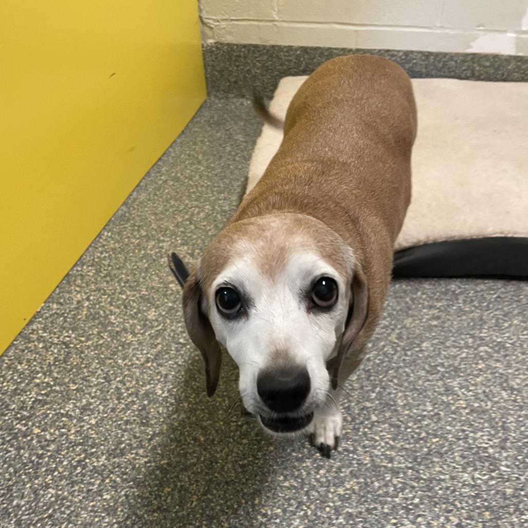 Enlarge Piper, a Adoptable Dachshund in Lee's Summit, MO image 1/1