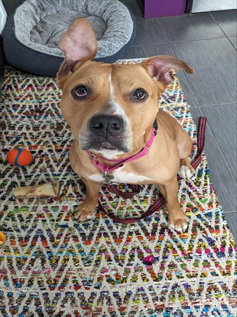 GINGER, Adoptable, Adult Female Pit Bull Terrier & Mixed Breed.