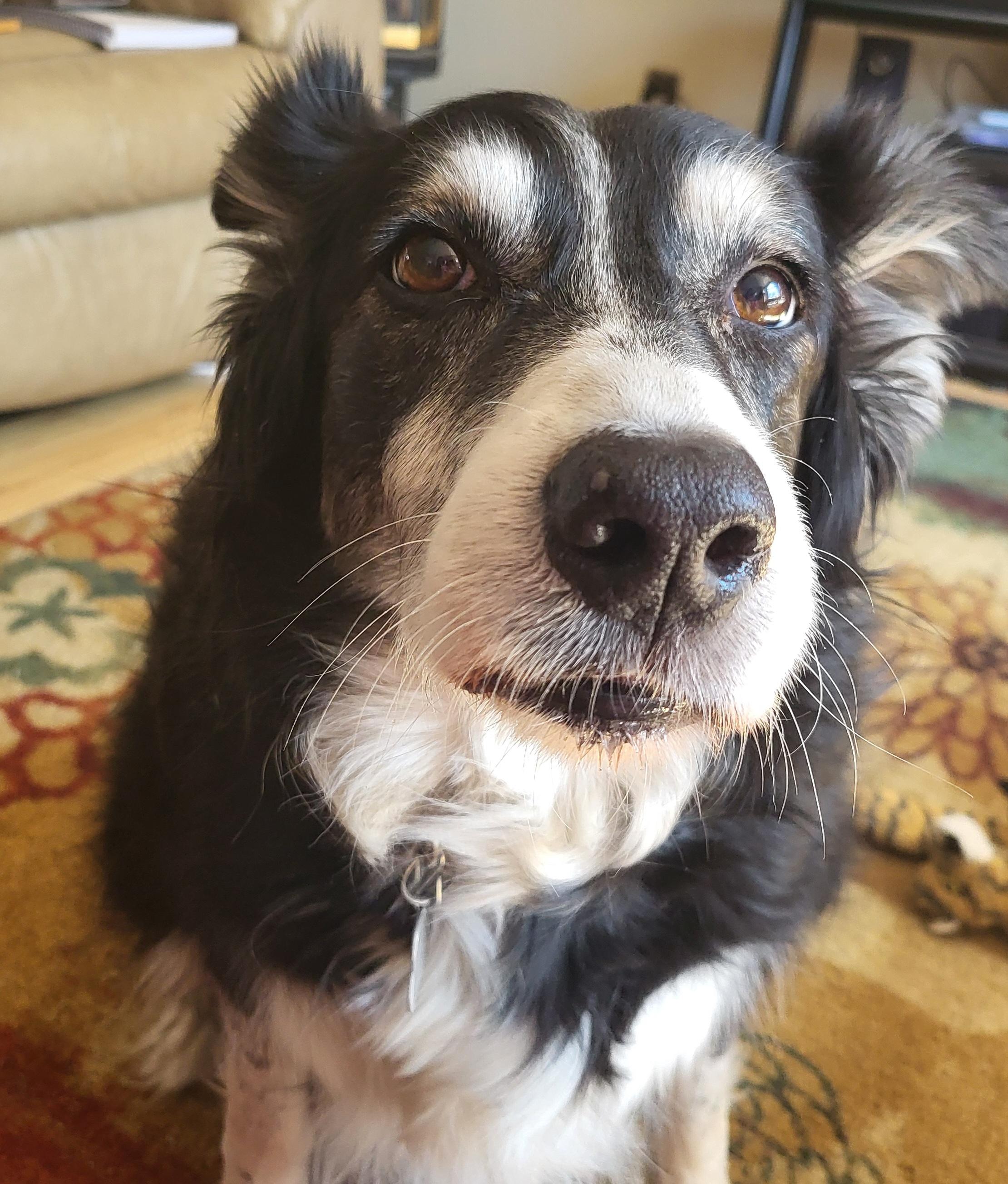 Heidi, an adopted Border Collie in Winnipeg, MB image 4/6