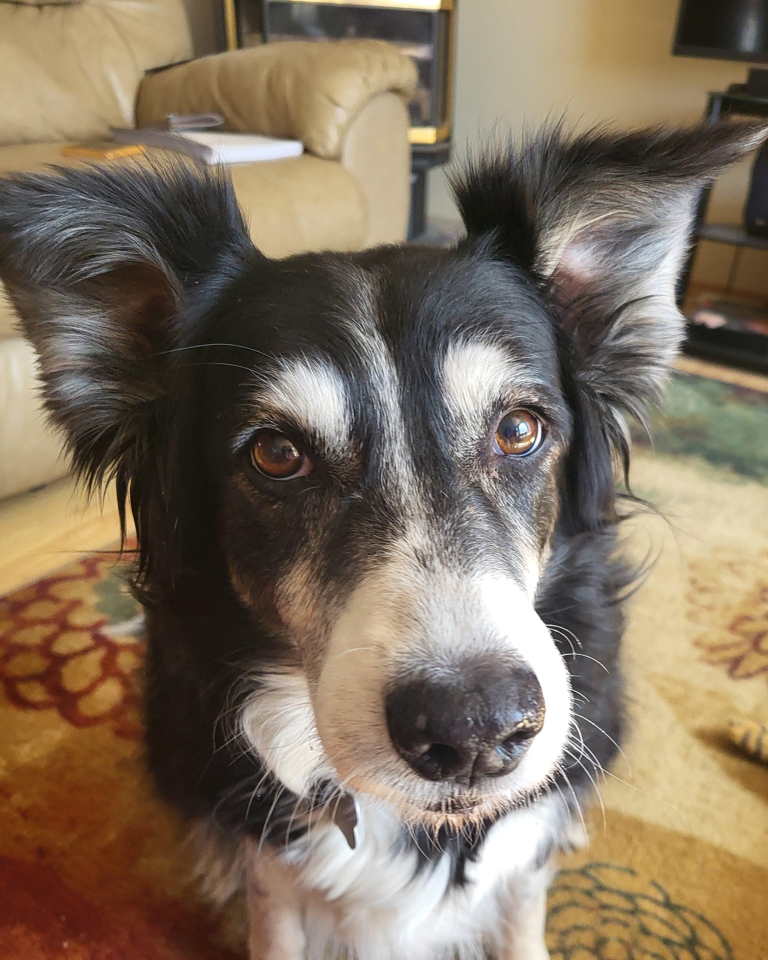 Heidi, an adopted Border Collie in Winnipeg, MB image 1/6