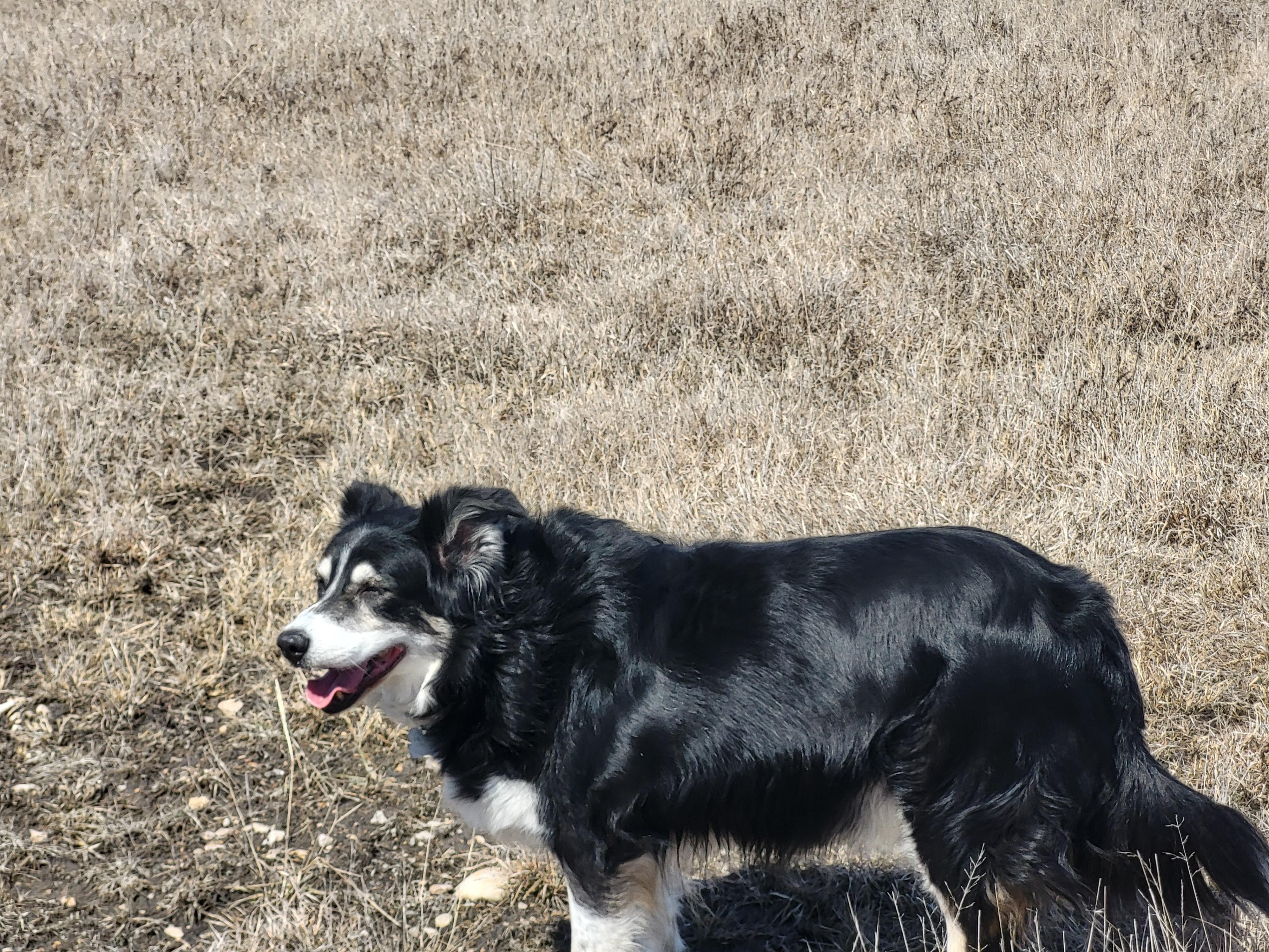 Heidi, an adopted Border Collie in Winnipeg, MB image 6/6