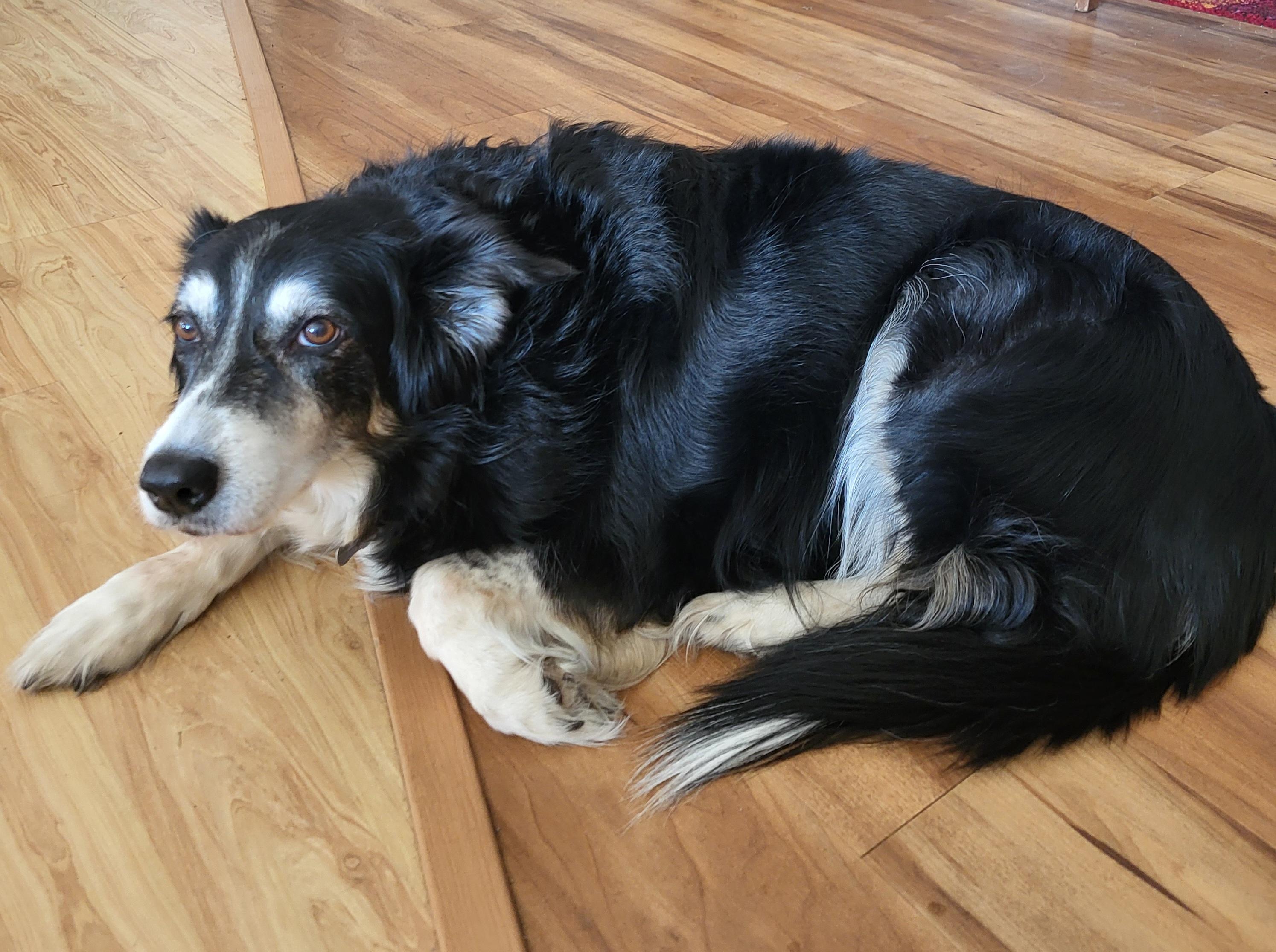 Heidi, an adopted Border Collie in Winnipeg, MB image 3/6