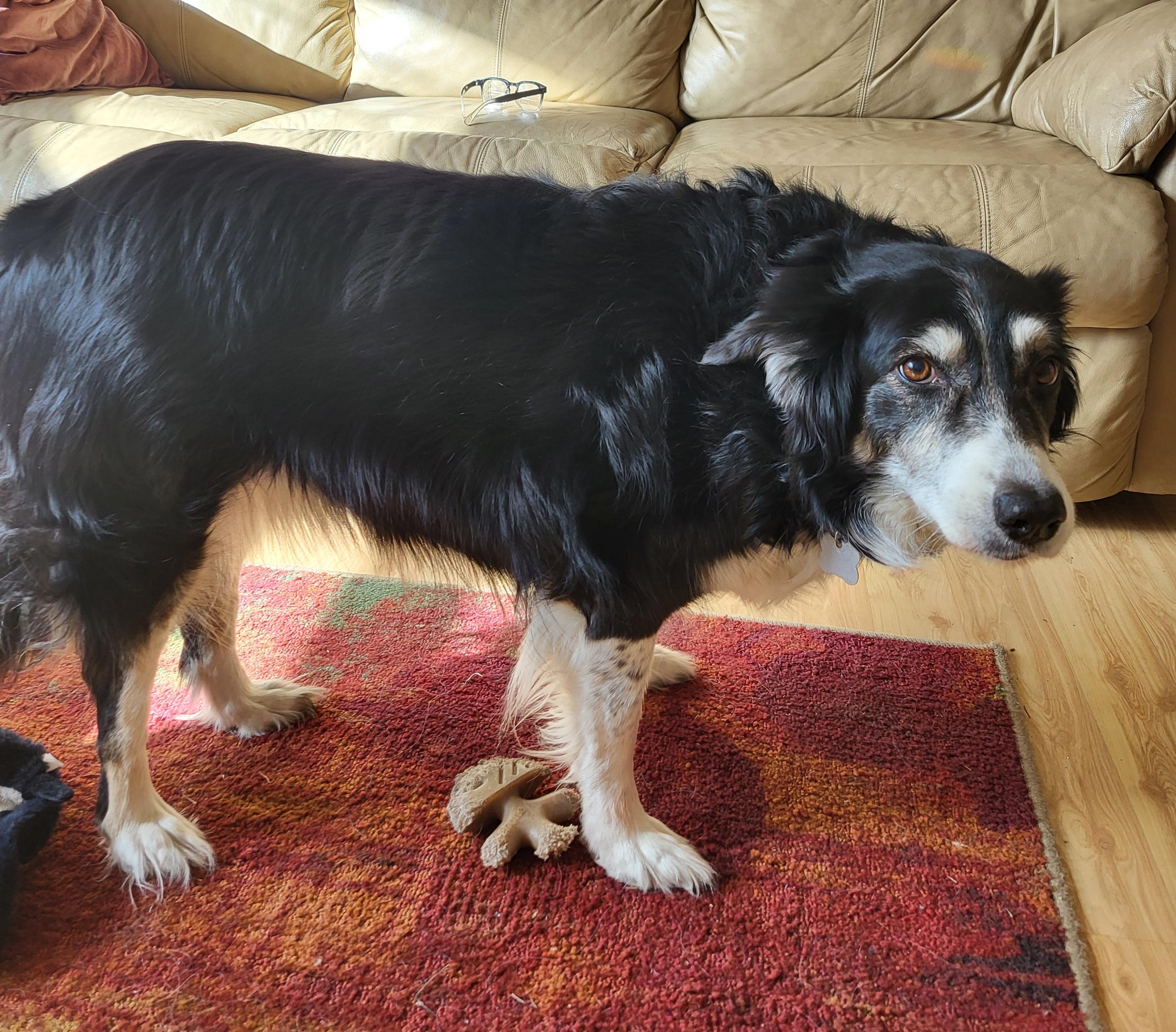 Heidi, an adopted Border Collie in Winnipeg, MB image 5/6