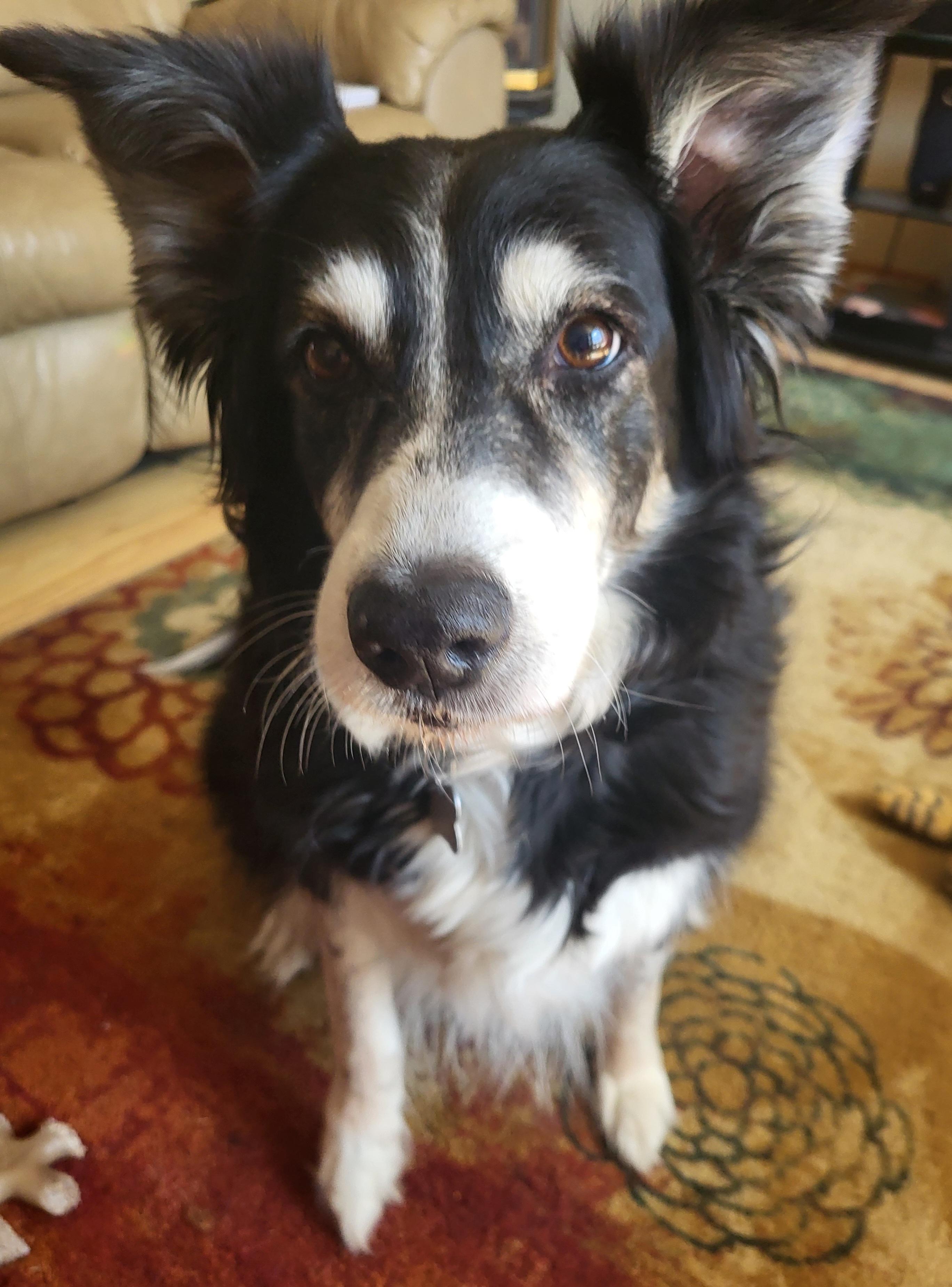 Heidi, an adopted Border Collie in Winnipeg, MB image 2/6