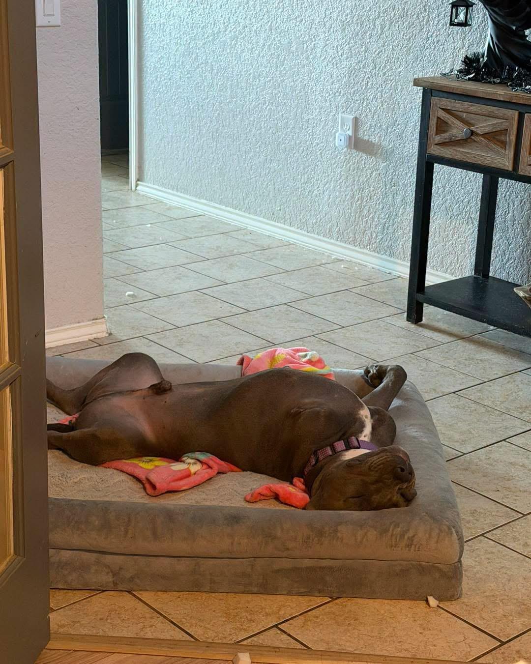 Enlarge Atlas, a Adoptable mixed breed in Halethorpe, MD image 1/6