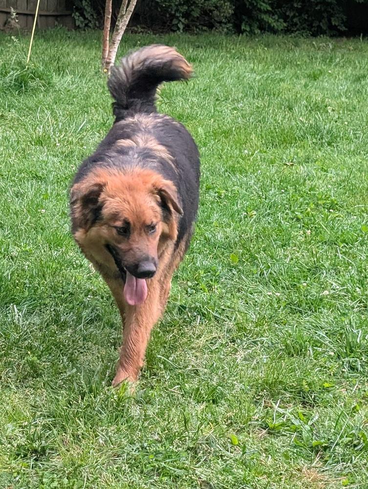 Boomer, a Adoptable mixed breed in Columbus, OH image 1/6