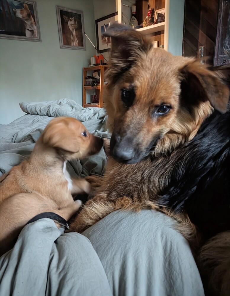 Boomer, a Adoptable mixed breed in Columbus, OH image 4/6