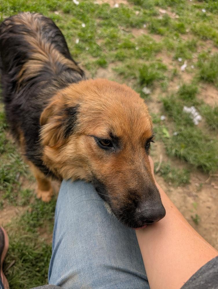 Boomer, a Adoptable mixed breed in Columbus, OH image 5/6
