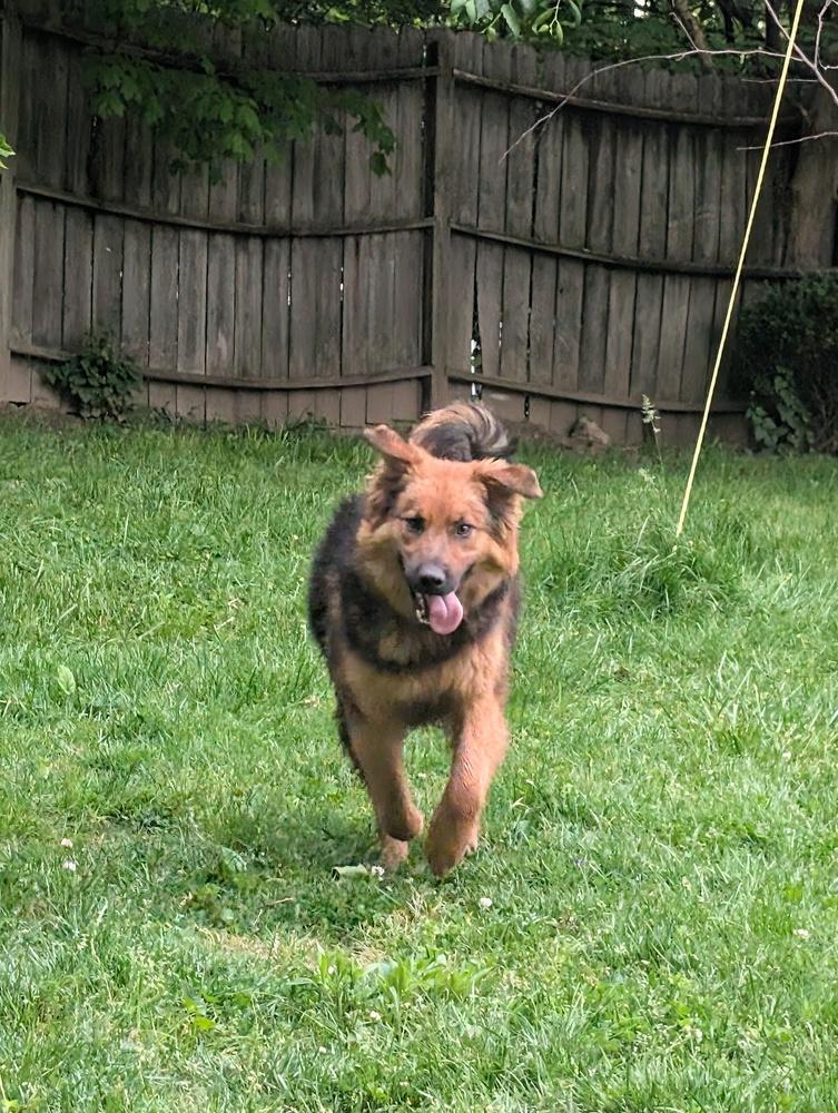 Boomer, a Adoptable mixed breed in Columbus, OH image 6/6