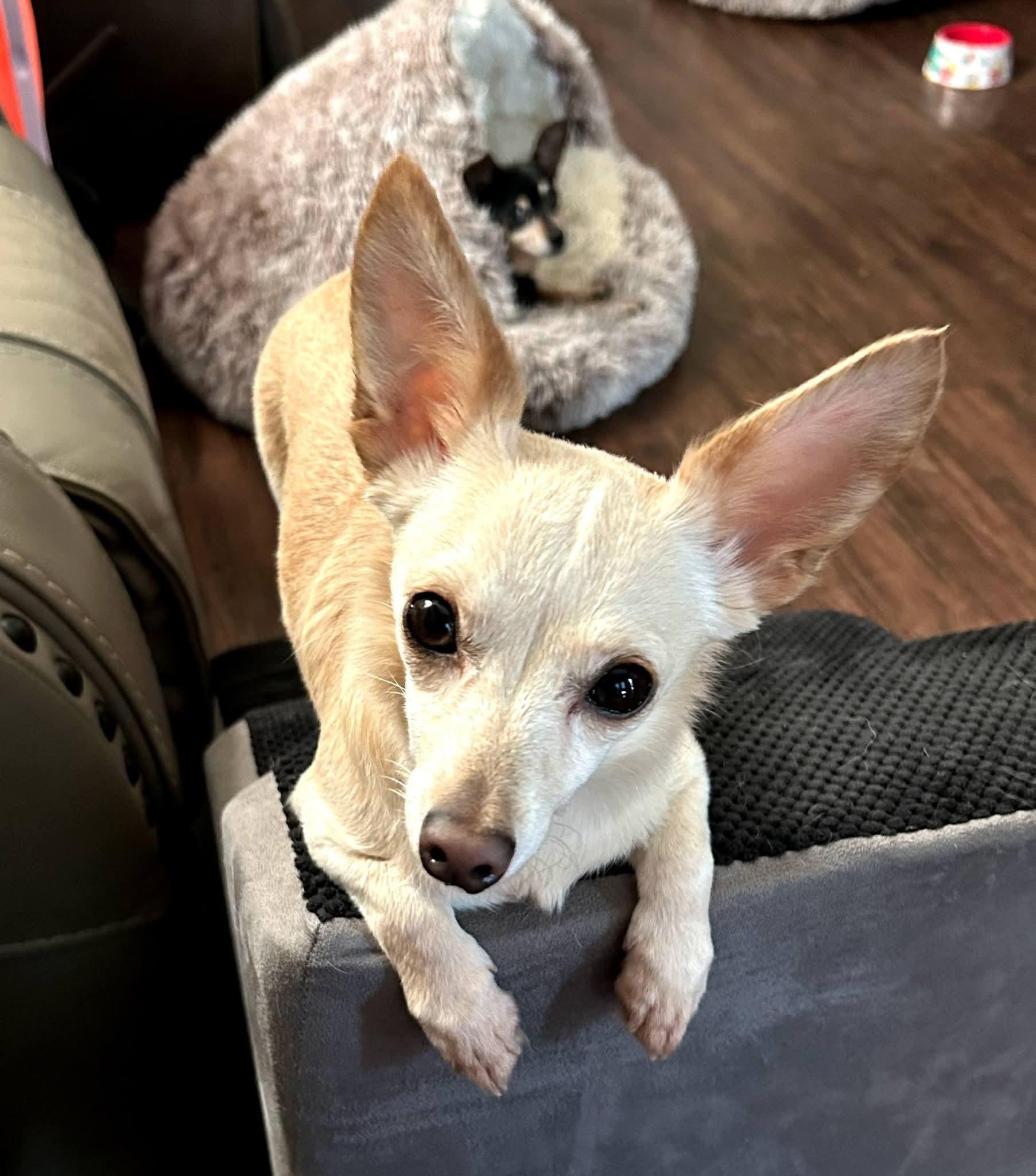 Winnie, ADOPTABLE, Young Female Chihuahua.