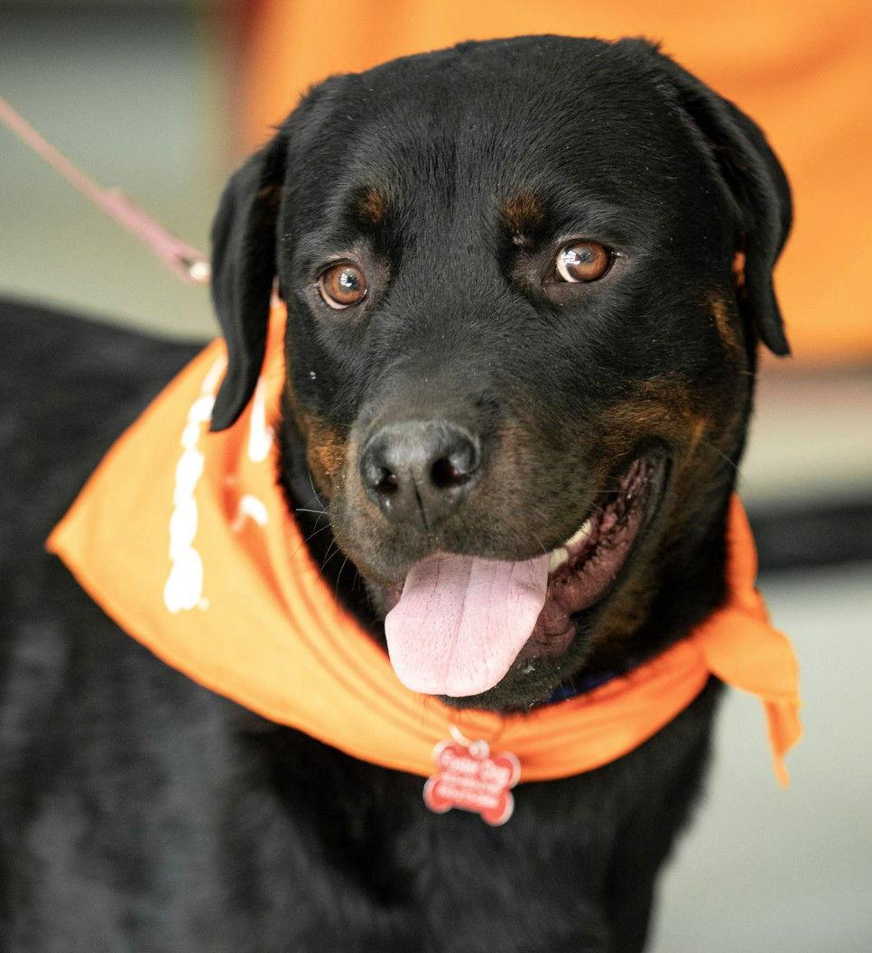 Carter, a Adoptable Rottweiler in Hillsboro, NH image 3/3