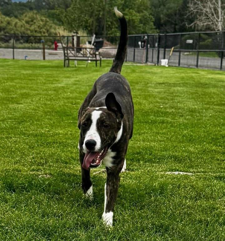 Zeus
