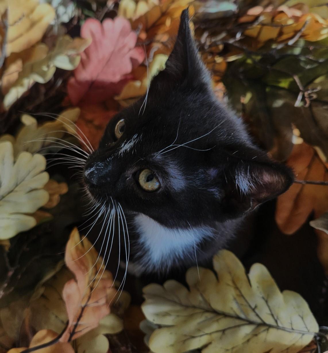 Enlarge Rexxy, a Adopted Domestic Short Hair in Pompton Lakes, NJ image 1/1