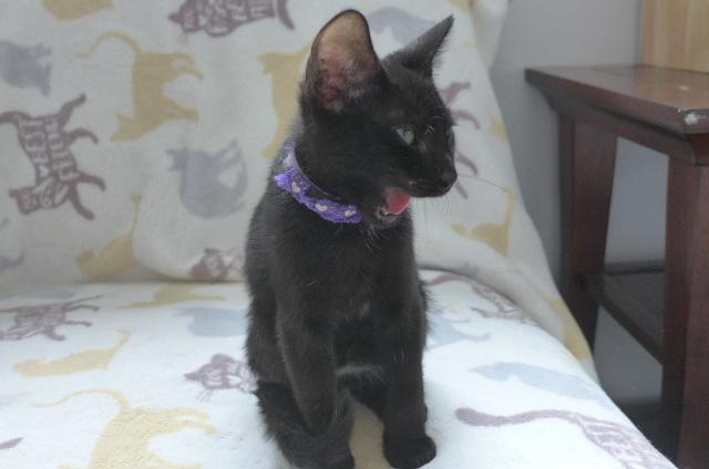 Izzy, a ADOPTABLE mixed breed in Eureka, CA image 2/4