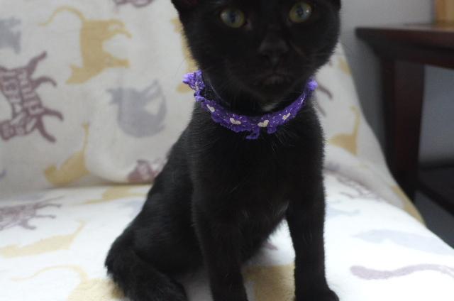Izzy, a ADOPTABLE mixed breed in Eureka, CA image 1/4