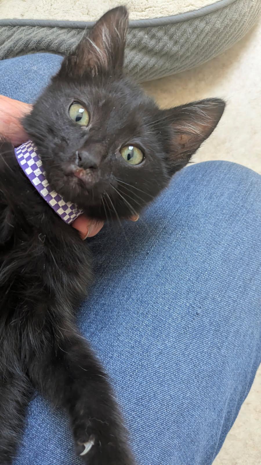 Izzy, a ADOPTABLE mixed breed in Eureka, CA image 3/4
