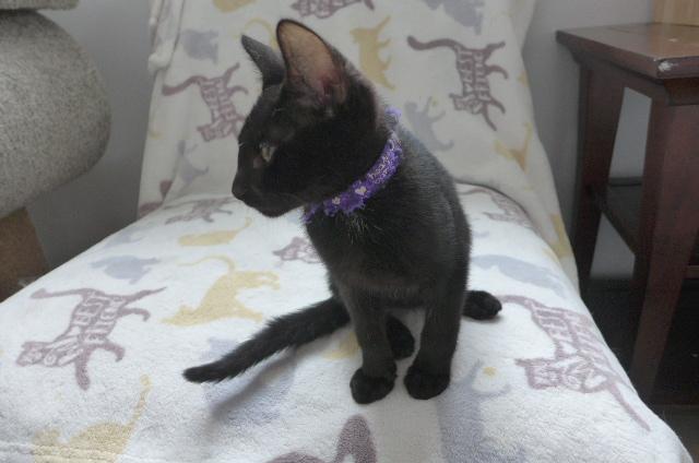 Izzy, a ADOPTABLE mixed breed in Eureka, CA image 4/4