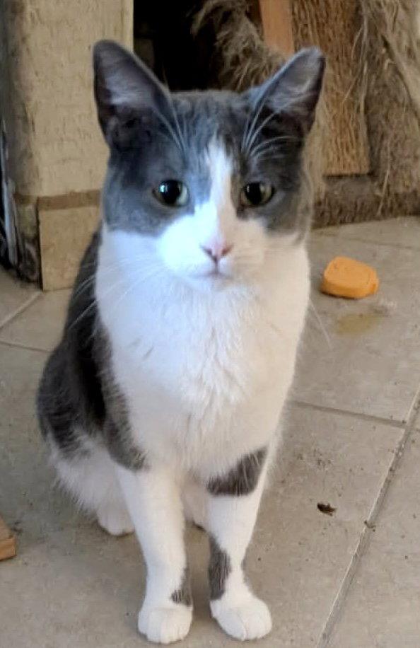 Dory, Adoptable, Young Female Domestic Short Hair.