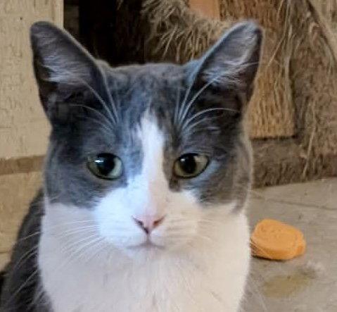 Enlarge Dory, a Adoptable Domestic Short Hair in Glendale, AZ image 2/2