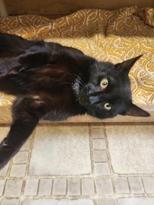 Kiki, a Adoptable mixed breed in Bloomsburg, PA image 1/2