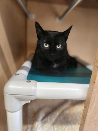 Kiki, a Adoptable mixed breed in Bloomsburg, PA image 2/2