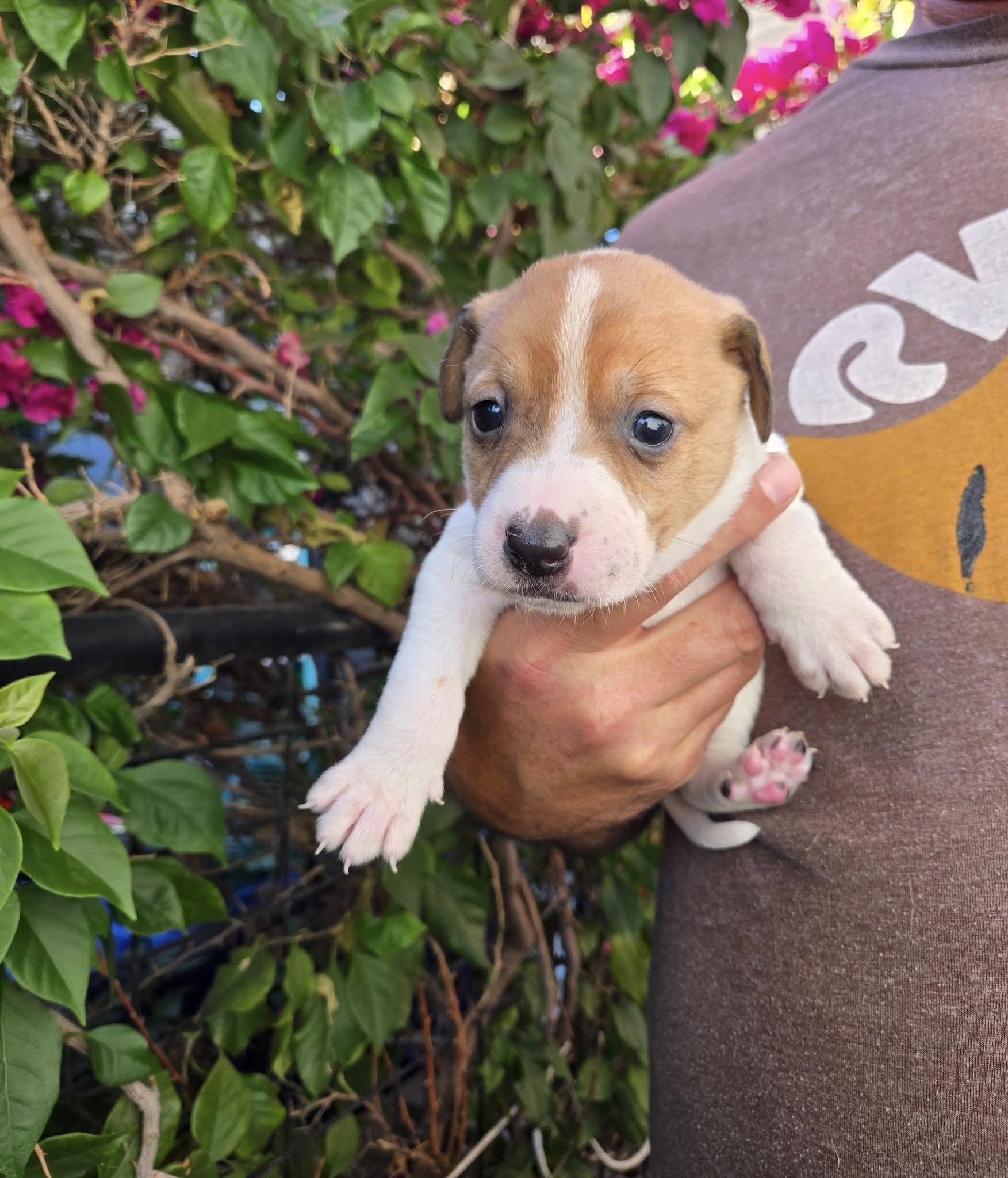 Bambi, ADOPTABLE, Puppy Female Black Labrador Retriever & Dachshund.