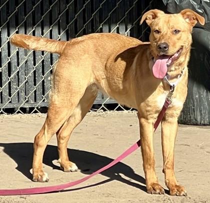 Enlarge Nestle, a Adoptable mixed breed in Savannah, GA image 2/3