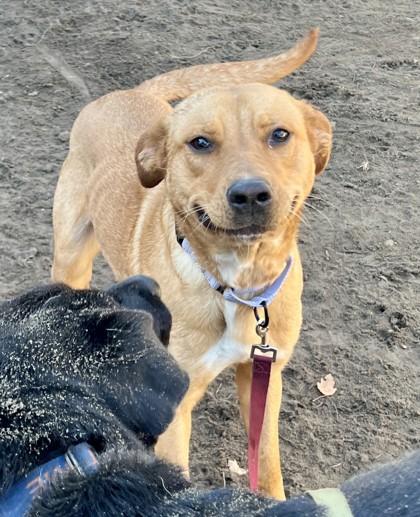 Enlarge Nestle, a Adoptable mixed breed in Savannah, GA image 3/3