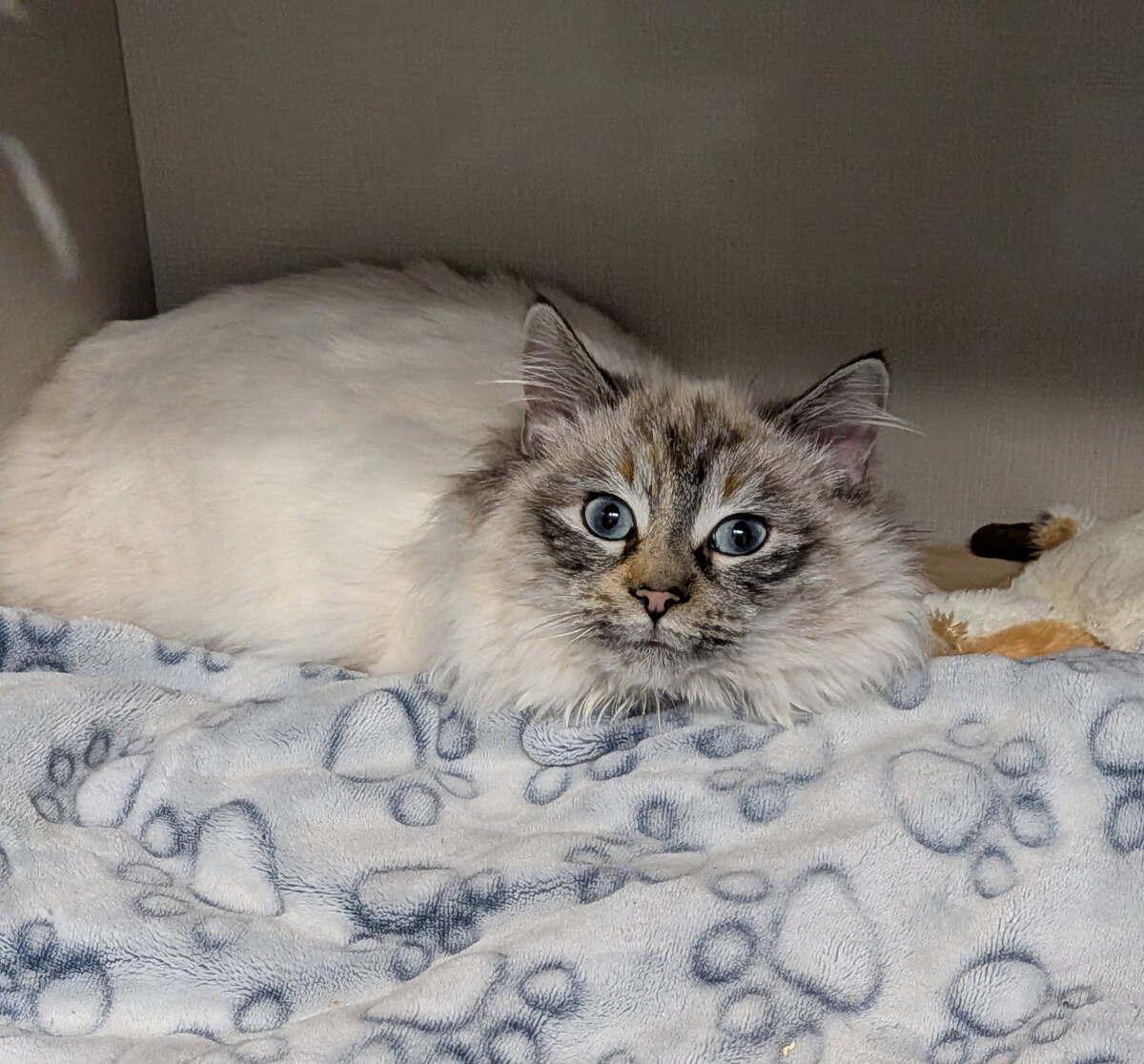 Jasmin, adopted, Adult Female Domestic Long Hair.