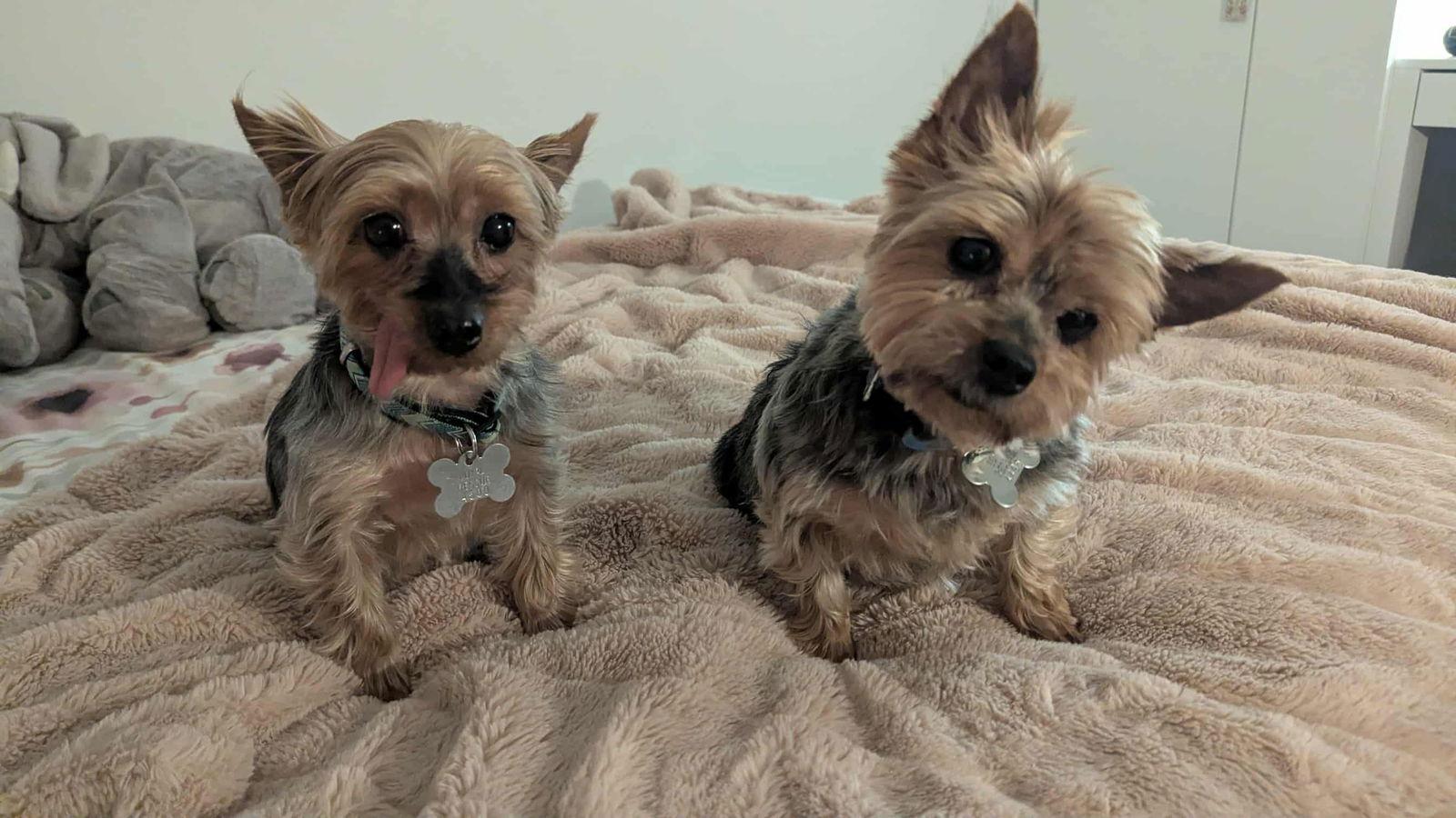 Emma 4496, a Adoptable Yorkshire Terrier in Pickering, ON image 2/3