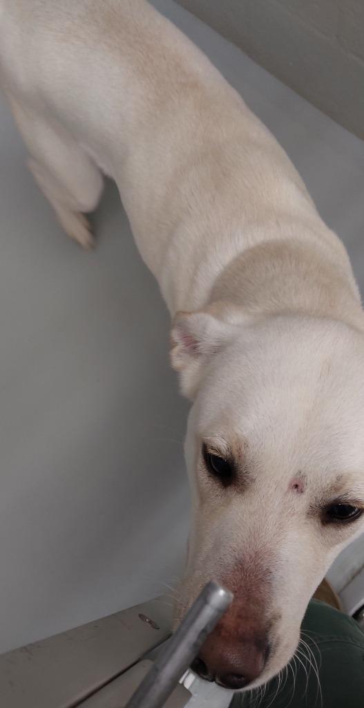 Enlarge Elke, a Adoptable mixed breed in Mocksville, NC image 1/1