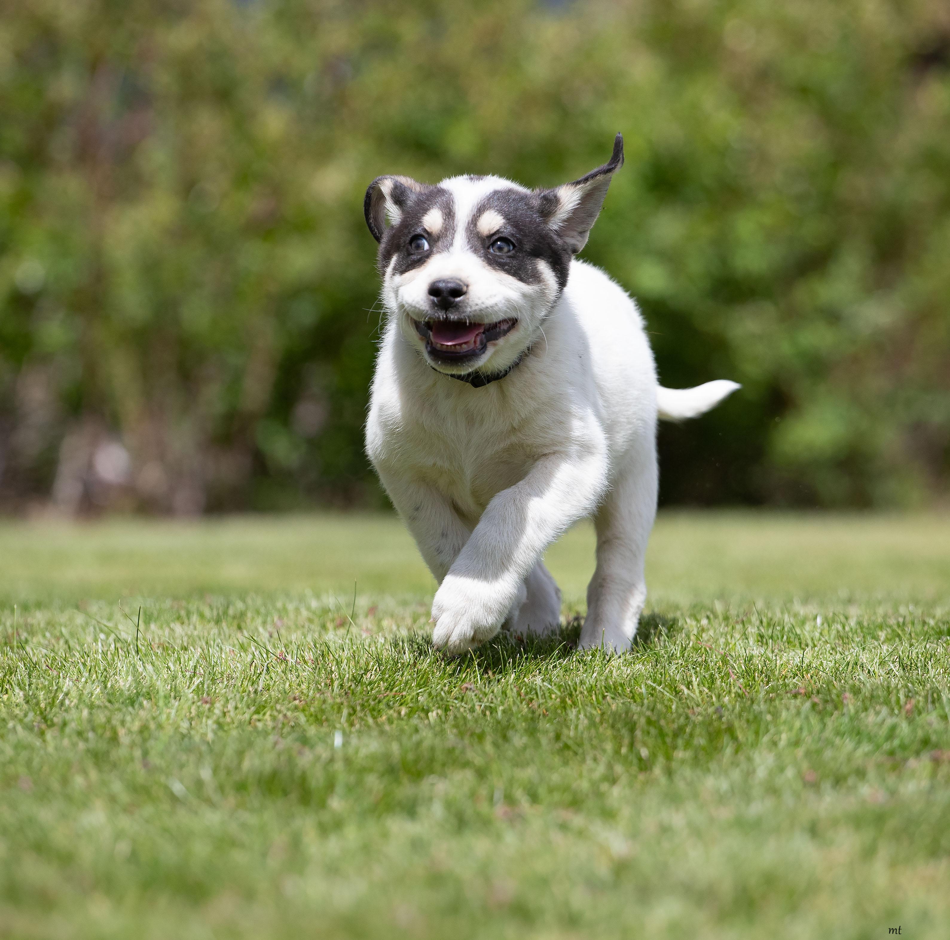 Raspberry, an adopted mixed breed in Washoe Valley, NV image 4/5