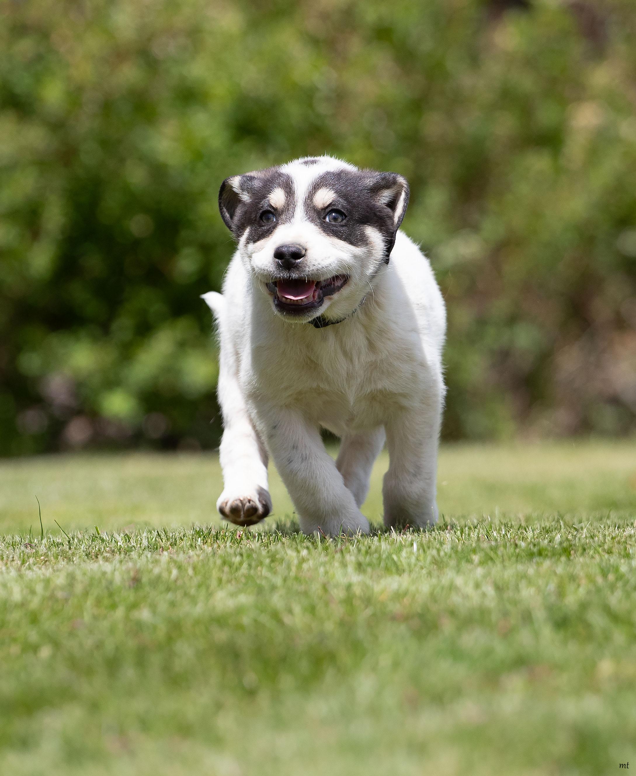 Raspberry, an adopted mixed breed in Washoe Valley, NV image 5/5