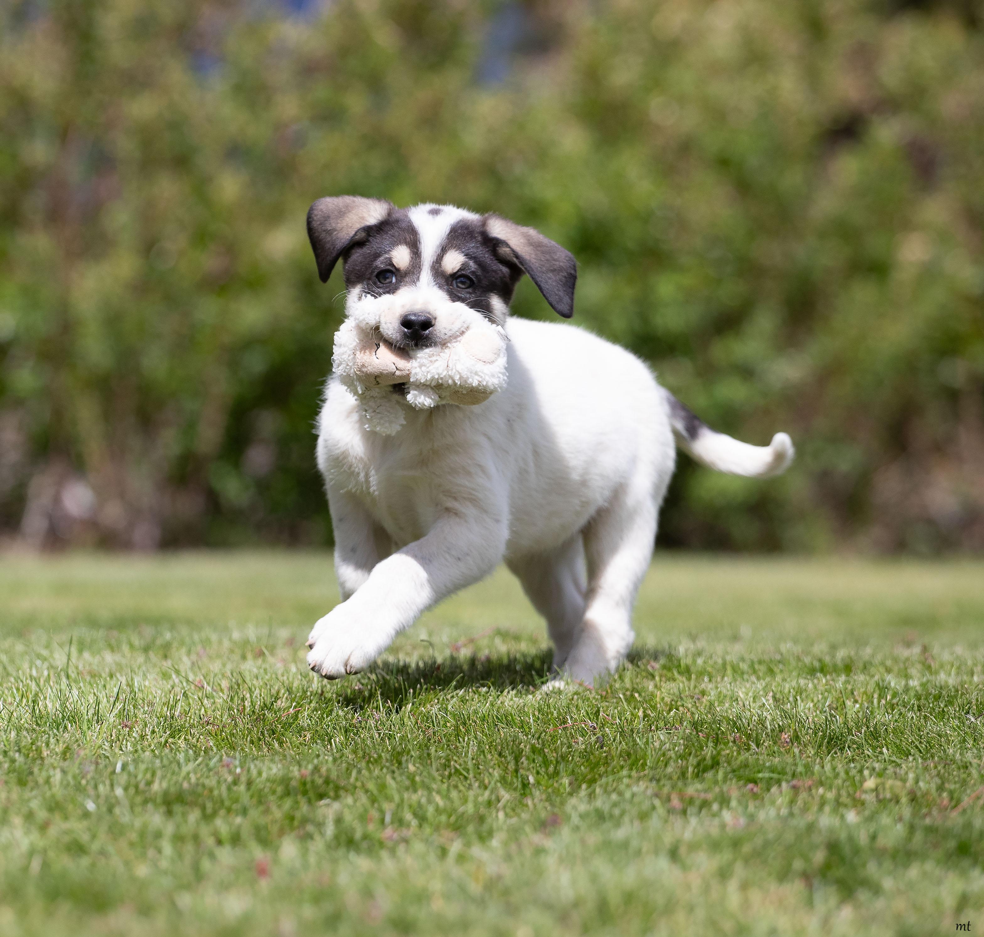 Raspberry, an adopted mixed breed in Washoe Valley, NV image 1/5
