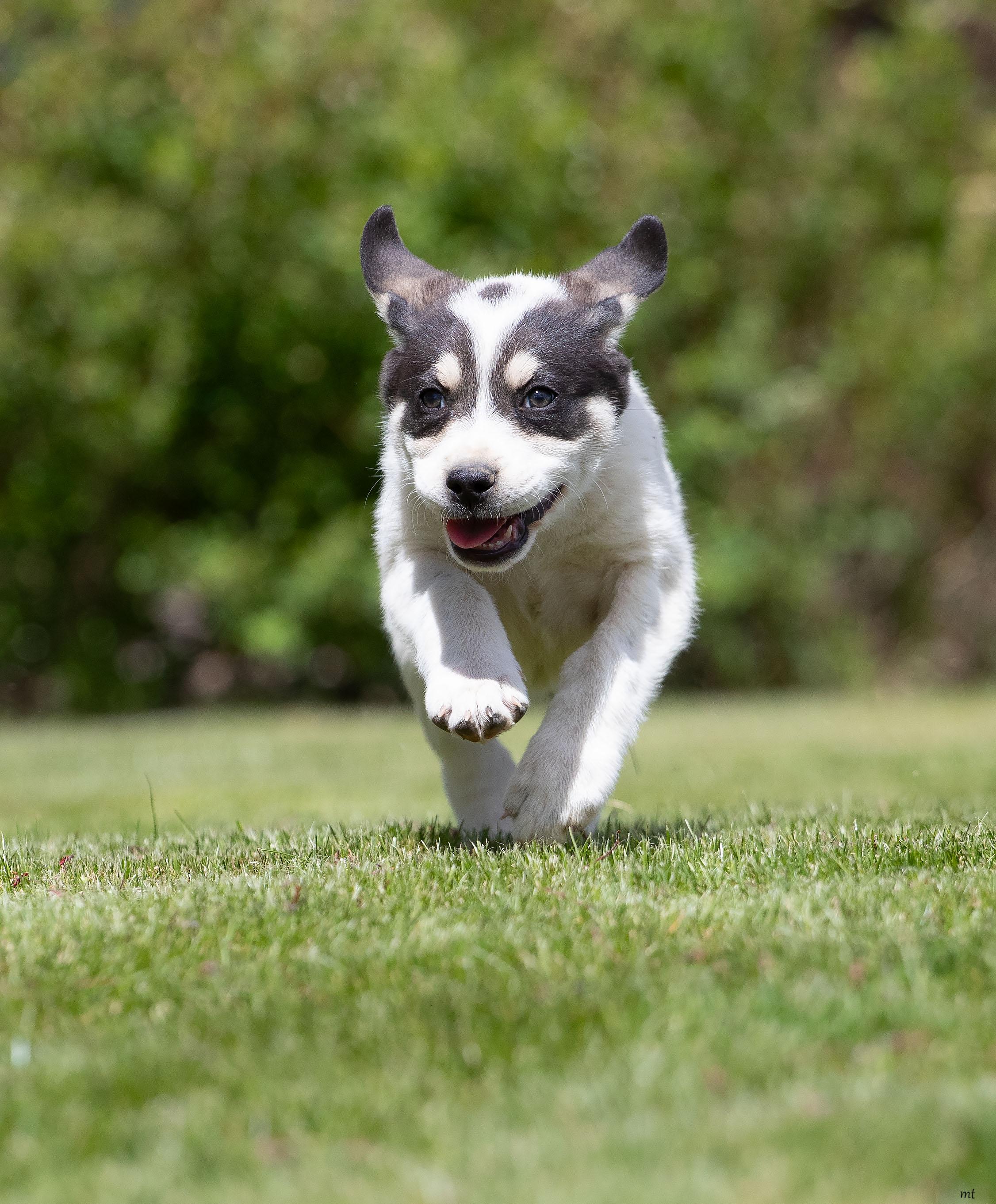 Raspberry, an adopted mixed breed in Washoe Valley, NV image 3/5