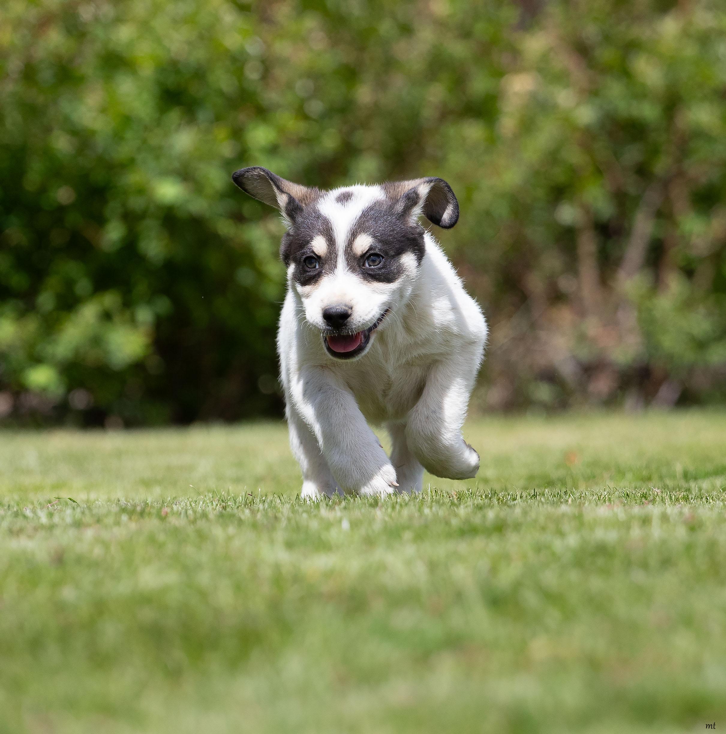 Raspberry, an adopted mixed breed in Washoe Valley, NV image 2/5