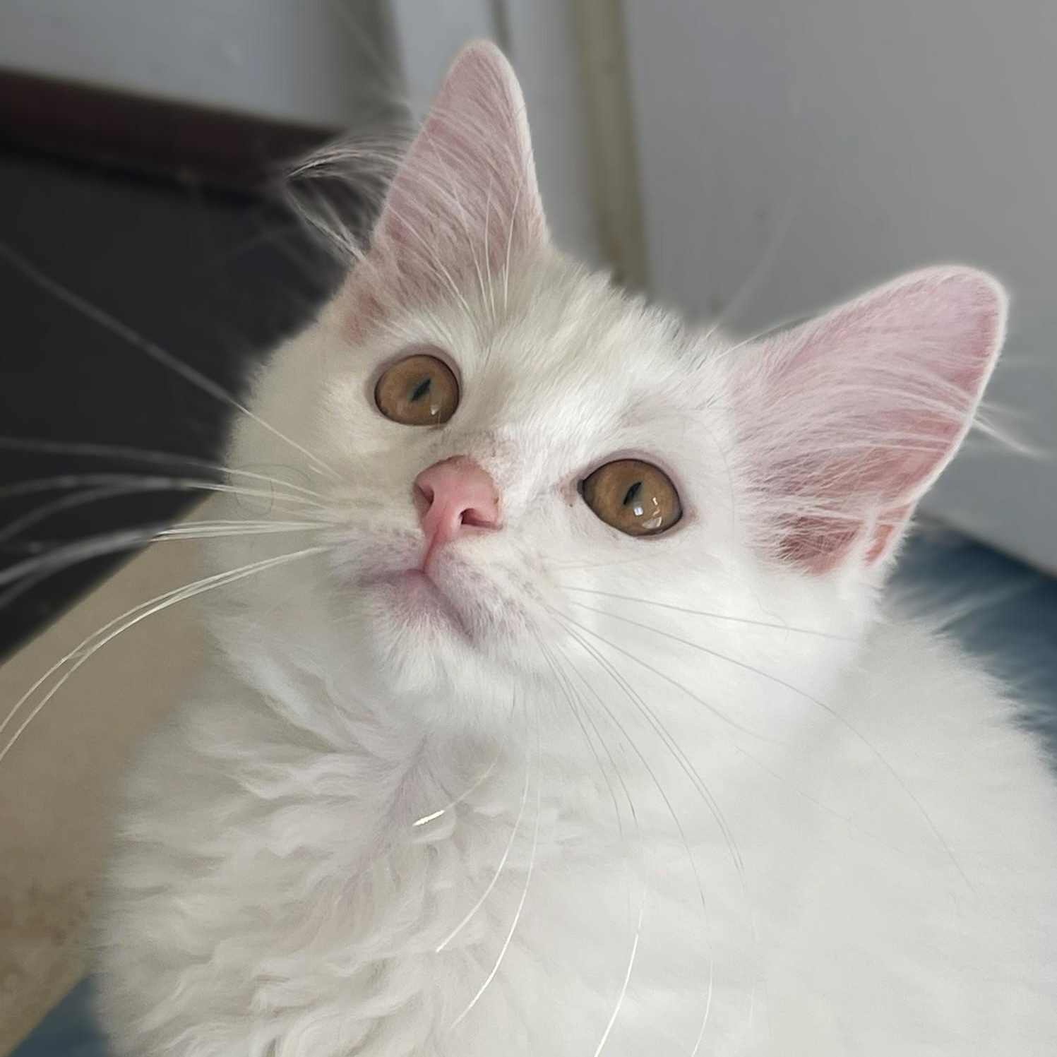 Dane and Leif, Adopted, Kitten Male Domestic Medium Hair.