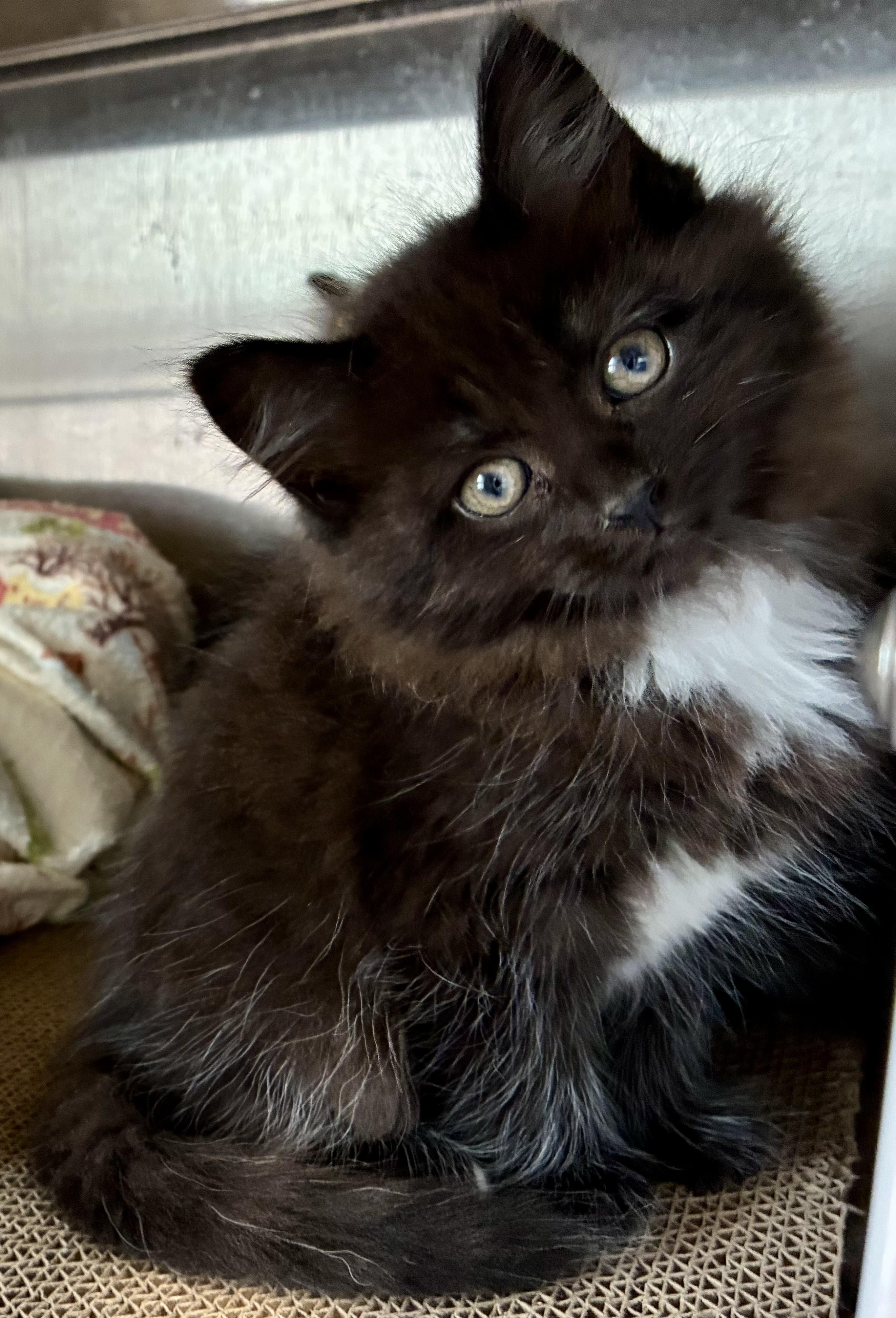 Raven, Adoptable, Kitten Male Domestic Long Hair.