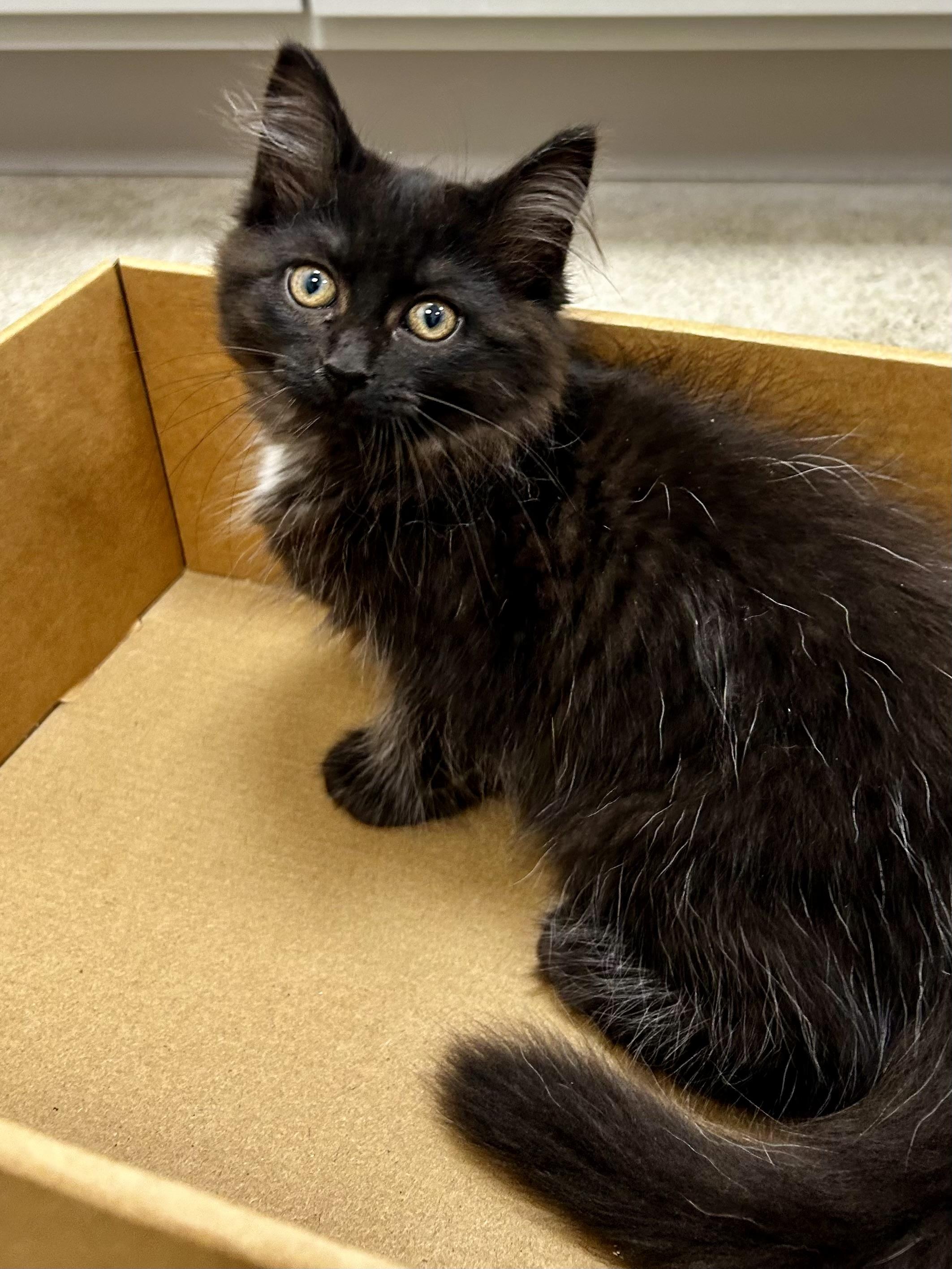Enlarge Raven, a Adoptable Domestic Long Hair in Sandusky, MI image 4/6