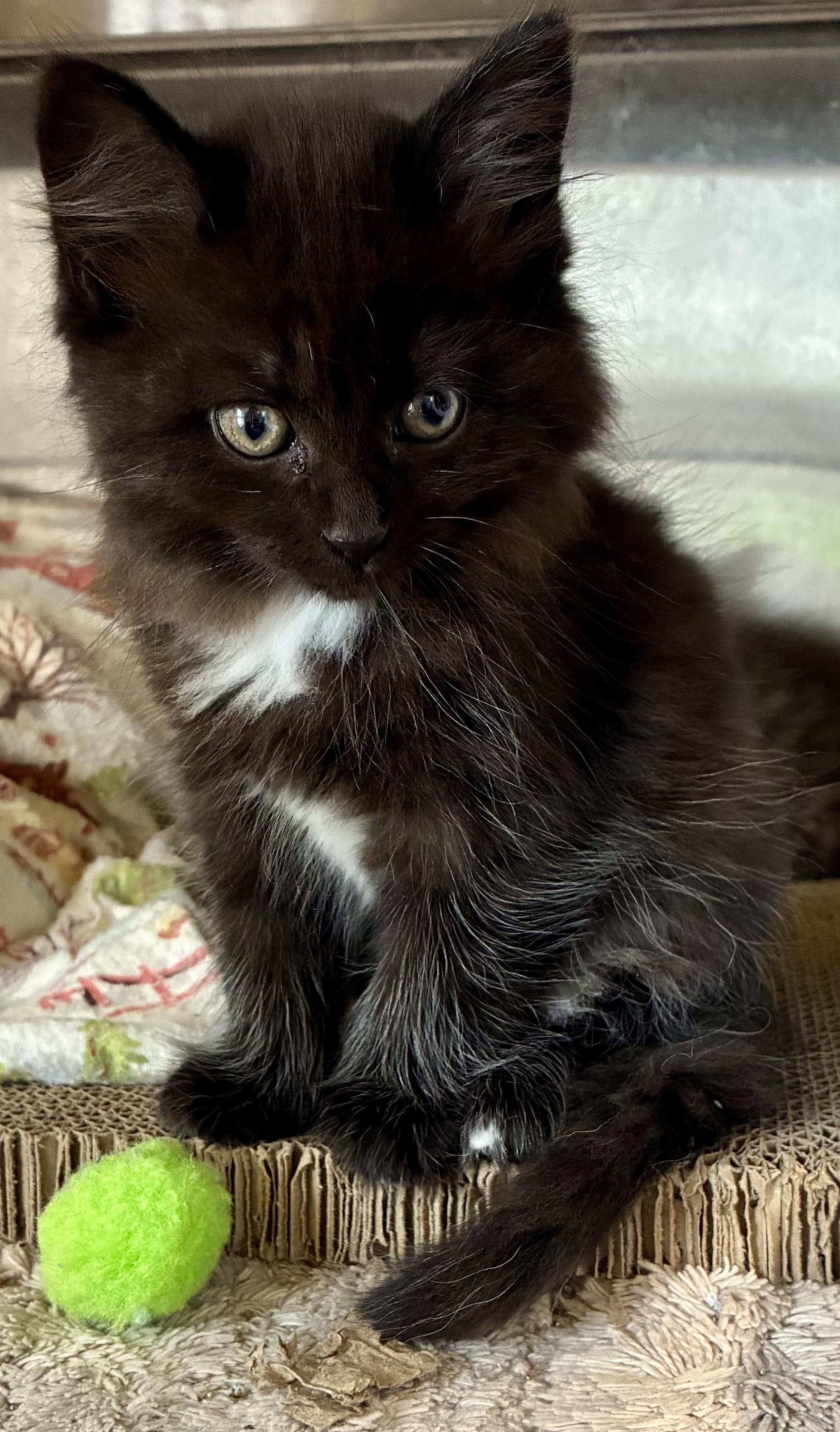 Enlarge Raven, a Adoptable Domestic Long Hair in Sandusky, MI image 5/6