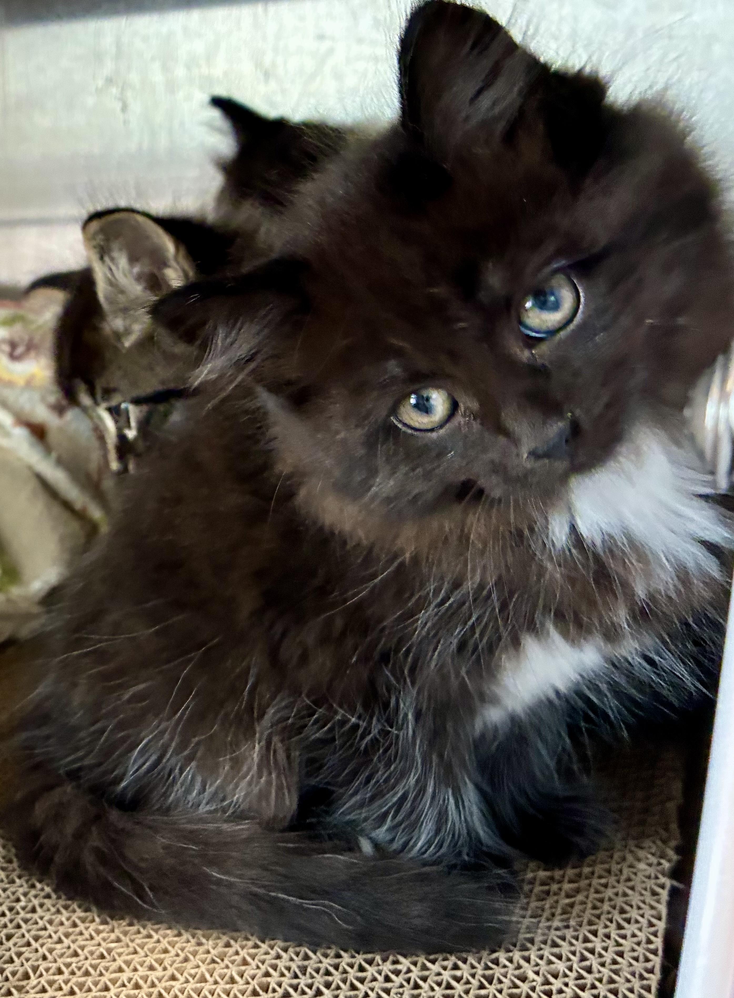 Enlarge Raven, a Adoptable Domestic Long Hair in Sandusky, MI image 3/6
