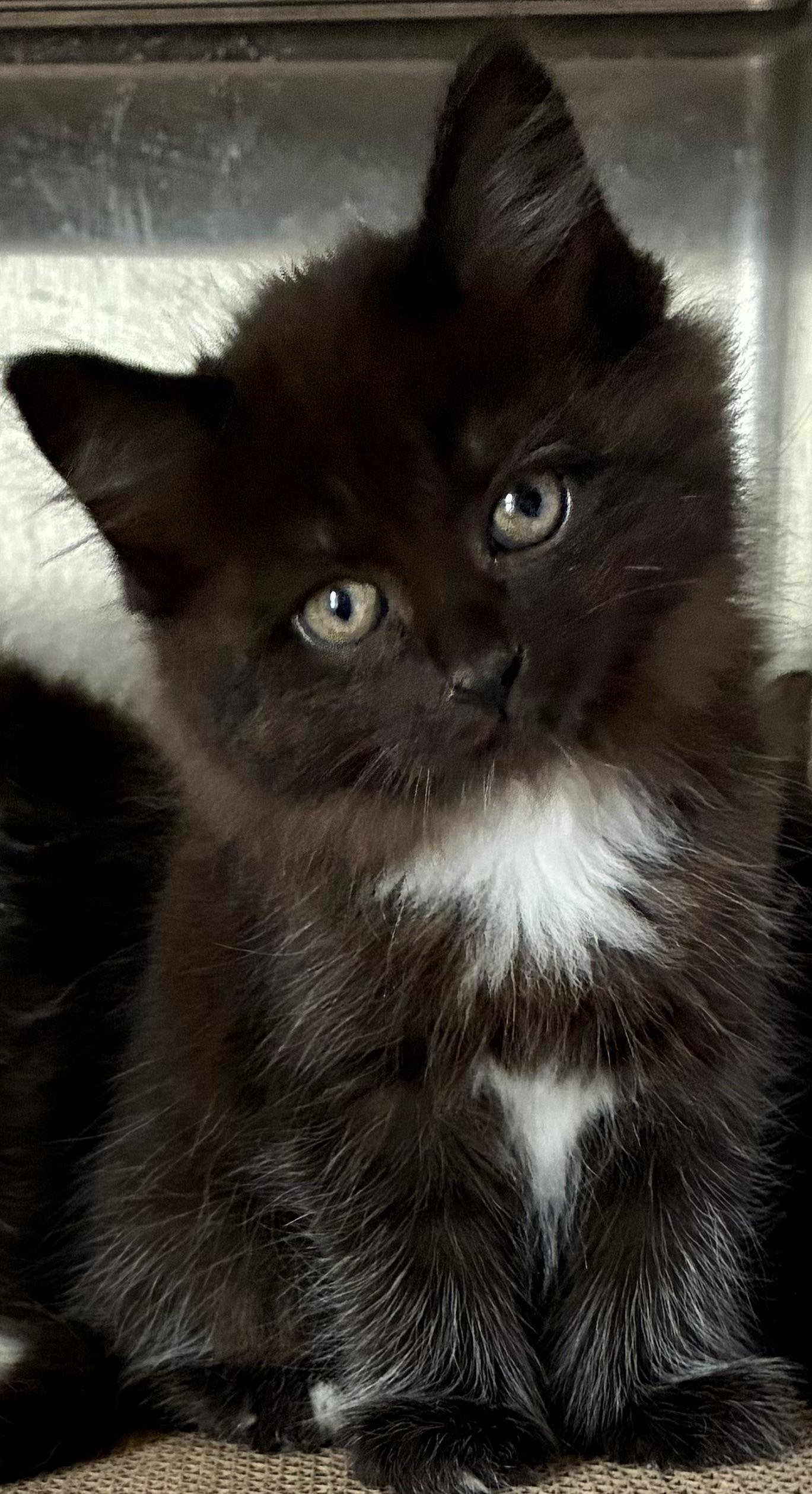 Enlarge Raven, a Adoptable Domestic Long Hair in Sandusky, MI image 2/6